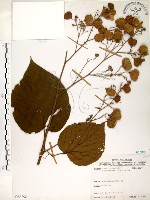 克蘭樹藏品圖，第1張