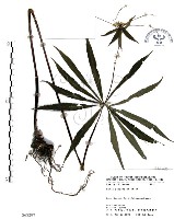 七葉一枝花藏品圖，第1張