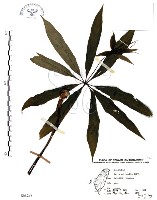 七葉一枝花藏品圖，第1張