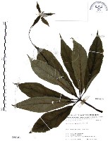 七葉一枝花藏品圖，第1張