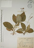 臺灣油點草藏品圖，第1張