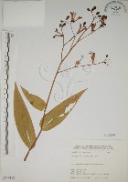 臺灣油點草藏品圖，第1張