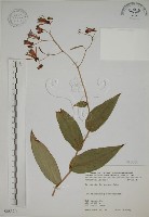 臺灣油點草藏品圖，第1張