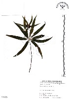 七葉一枝花藏品圖，第1張