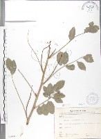 尖葉木藍藏品圖，第1張