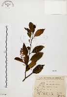 鼠刺藏品圖，第1張