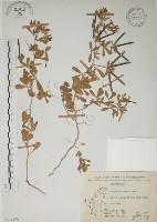 蘭嶼百脈根藏品圖，第1張