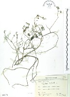 三葉木藍藏品圖，第1張