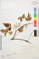 繡球藤藏品圖，第1張