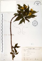 華八仙藏品圖，第1張