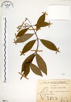 華八仙藏品圖，第1張