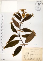 華八仙藏品圖，第1張