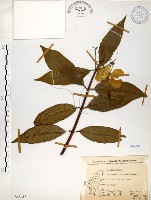 華八仙藏品圖，第1張