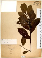 台灣楊桐藏品圖，第1張