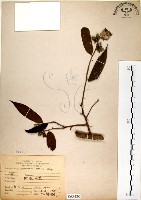 柳葉山茶藏品圖，第1張