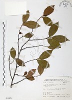 森氏紅淡比藏品圖，第1張