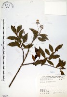 華八仙藏品圖，第1張