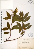 華八仙藏品圖，第1張