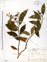 華八仙藏品圖，第1張