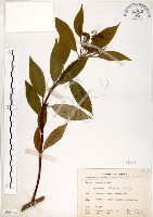 華八仙藏品圖，第1張