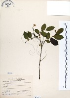 灰木藏品圖，第1張