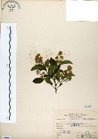 灰木藏品圖，第1張