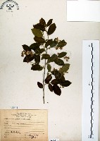 灰木藏品圖，第1張