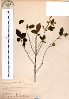 灰木藏品圖，第1張