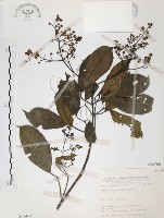 山香圓藏品圖，第1張