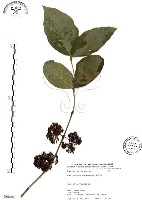 杜虹花，台灣紫珠藏品圖，第1張