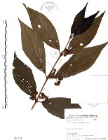 杜虹花，台灣紫珠藏品圖，第1張