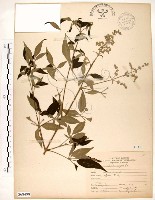 黃荊藏品圖，第1張