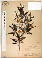 黃荊藏品圖，第1張