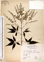 黃荊藏品圖，第1張