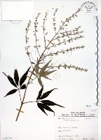 黃荊藏品圖，第1張