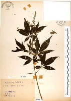 黃荊藏品圖，第1張