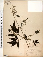 黃荊藏品圖，第1張