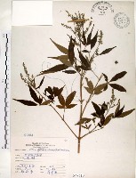 黃荊藏品圖，第1張