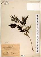 黃荊藏品圖，第1張