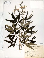 黃荊藏品圖，第1張