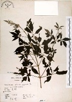 黃荊藏品圖，第1張