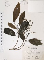 山香圓藏品圖，第1張