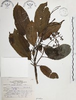 山香圓藏品圖，第1張