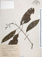 山香圓藏品圖，第1張