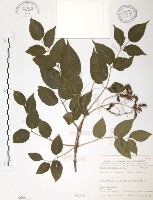 野鴉椿藏品圖，第1張