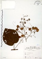 克蘭樹藏品圖，第1張