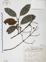 山香圓藏品圖，第1張