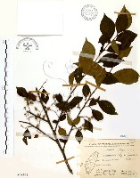 烏皮九芎、奮起湖野茉莉藏品圖，第1張