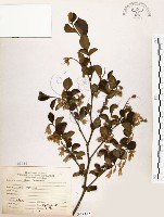 烏皮九芎、奮起湖野茉莉藏品圖，第1張