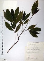 冷清草藏品圖，第1張